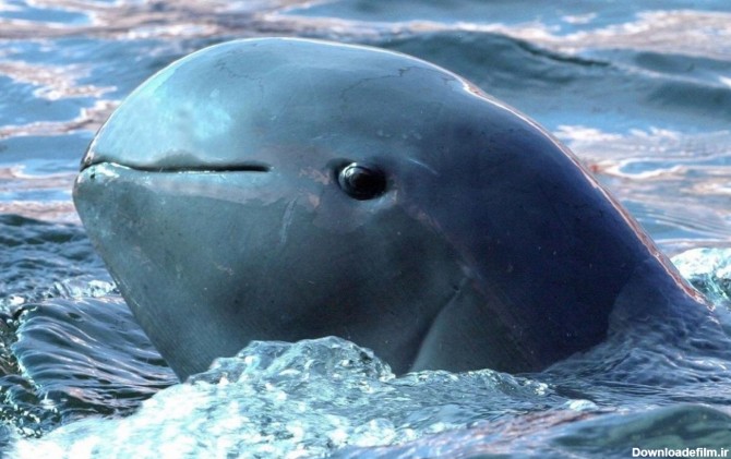 عجیب‌ترین حیوانات جهان/ دلفین نهنگی پوزه‌کوتاه