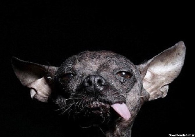 جشنواره «زشت‌ترین سگ دنیا» در سال 2015 + تصاویر