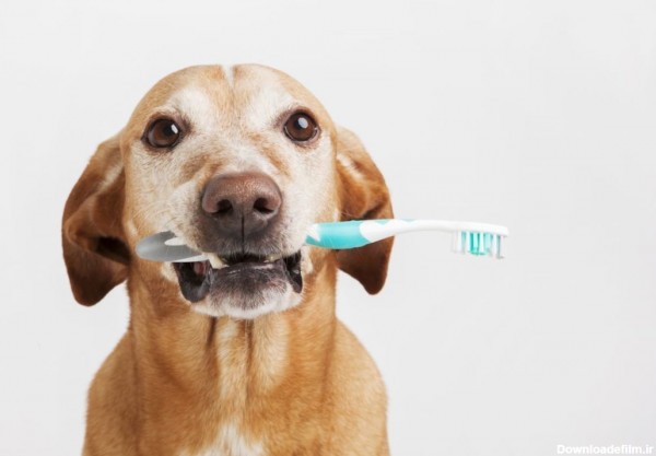 5 حقیقت جالب در مورد دندان سگ ها