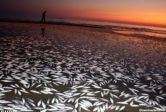مرگ 3 تن ماهی ساردین در دریای عمان (+عکس)