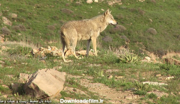 گرگ سفید ایرانی - پارک ملی تندوره