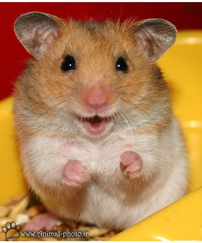 Index of /image/mouse/hamster/large-picture
