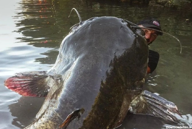 فیلم لحظه نفسگیر صید گربه ماهی عظیم الجثه 113 کیلوگرمی با قلاب