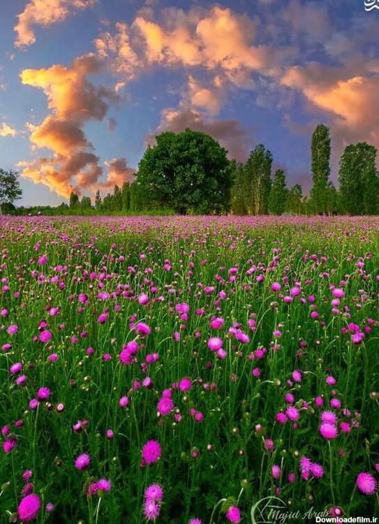 عکس های زیبا از طبیعت و گل ها