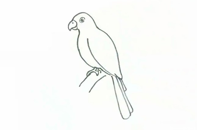 آموزش نقاشی طوطی