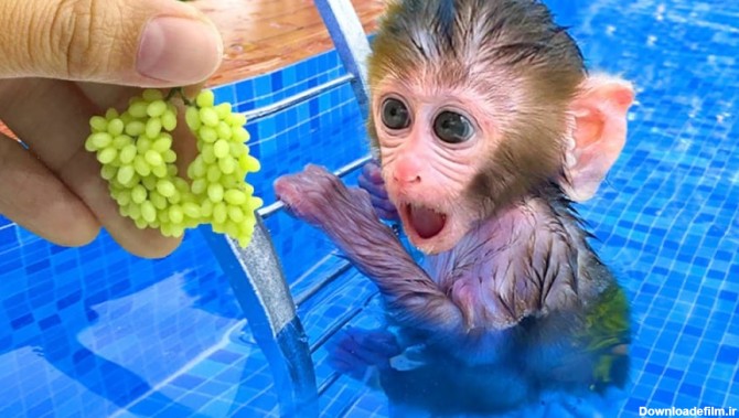 بچه میمون و میوه های خوشمزه :: حیوانات خانگی :: میمون