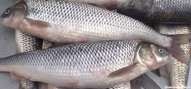 انجماد ماهی سفید » وب سایت تخصصی سردخانه