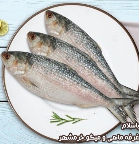 ماهی صبور تازه صید روز (پک یک کیلویی)بسیار لذیذ  مناسب برای کباب کردن