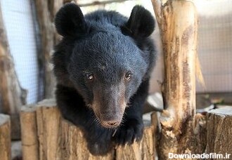 دو خرس سیاه برای درمان به تهران منتقل شدند - خبرآنلاین