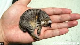 ویدیوی فان و سرگرمی و تفریحی حیوانات :: ۱۰ تا از کوچکترین گربه های جهان
