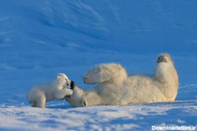 عکس : شکار لحظه های ناب دیدنی از خرس های قطبی و جنگلی – پایگاه ...