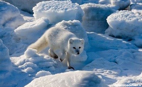 روباه قطبی، زیباترین پستاندار زمین (+تصاویر)