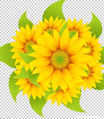 تصویر دوربری شده و کارتونی گل های آفتابگردان (PNG)