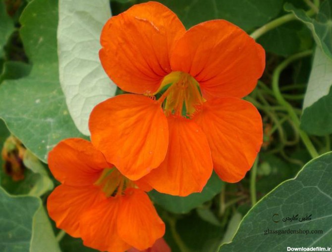 خرید بذر گل لادن نارنجی ( orange Nasturtium ) - گلس گاردن