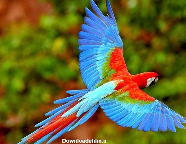 زیباترین طوطی های جهان به رنگارنگی طبیعت! + عکس | لست سکند