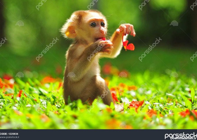حیوان بچه میمون در باغ سبز زیبا و گل نشسته کمی میمون بازیگوش در ...