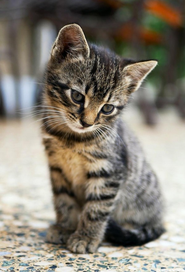 عکس بچه گربه های ناز و خوشگل