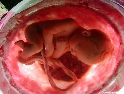 عکس های جنین در شکم مادر