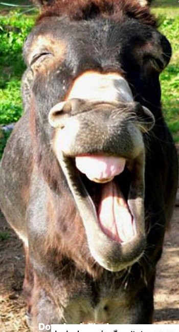 عکس حیوانات زشت وخنده دار ❤️ [ بهترین تصاویر ]