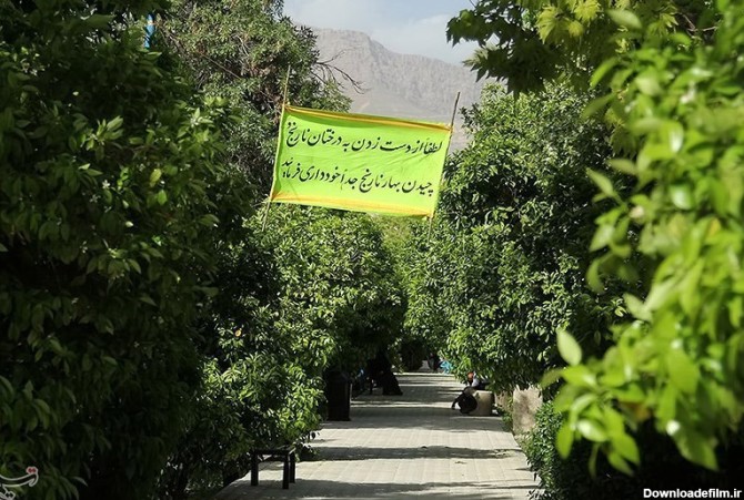 این روزها شیراز سرمست رایحه سحرانگیز بهار نارنج است