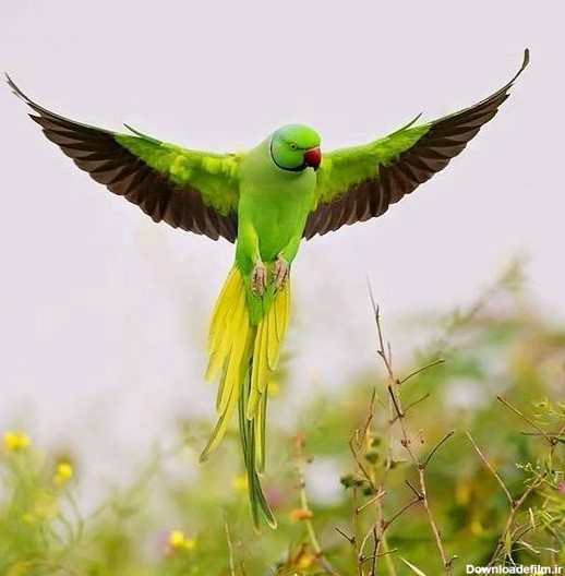 زیباترین طوطی جهان / عکس - مهین فال
