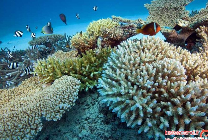 زیباترین صخره های مرجانی جهان + تصاویر | لست‌سکند