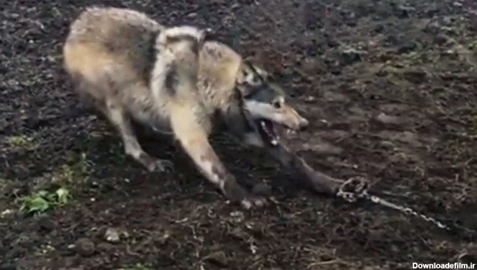 نجات یک گرگ به دام افتاده در تله + فیلم