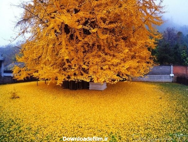 دریای زرد پای درخت ۱۴۰۰ ساله چینی (+عکس)