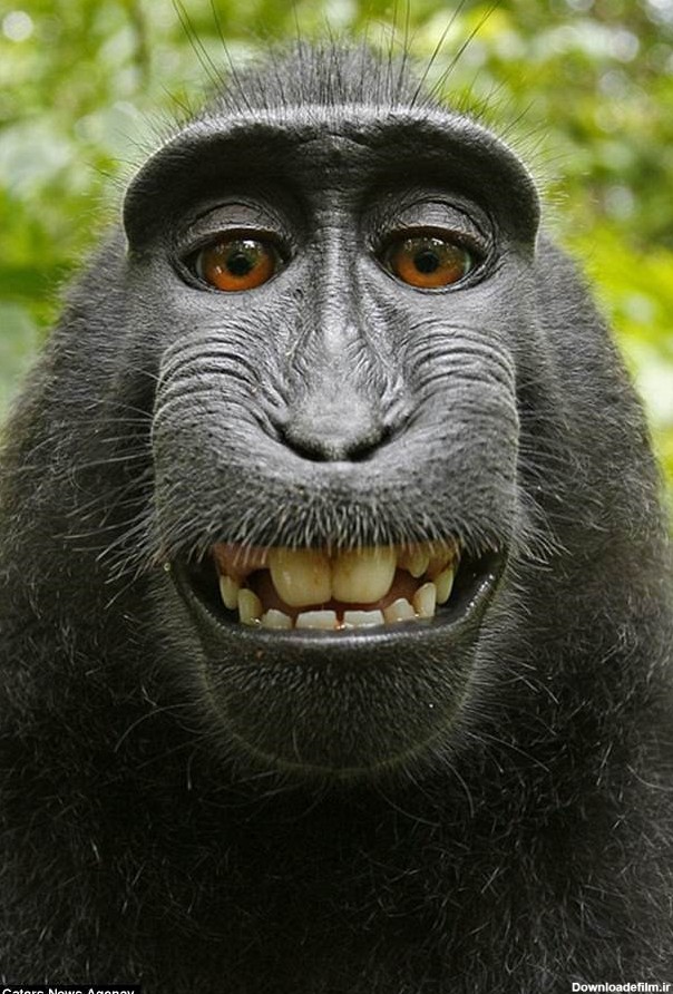 جنجال بر سر عجیب‌ترین سلفی دنیا / میمون خندان قوانین کپی ...