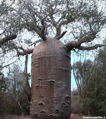 عجیب ترین درختان جهان - مجله تصویر زندگی
