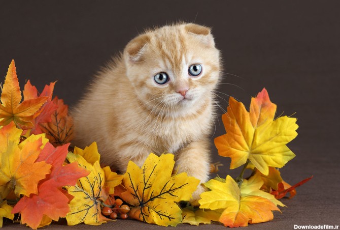 دانلود عکس با کیفیت بچه گربه ناز و بامزه روی برگ های زرد و نارنجی ...