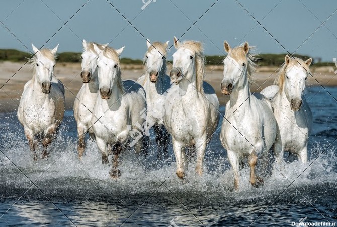 عکس اسب های سفید در آب