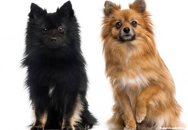 مشخصات کامل، قیمت و خرید نژاد سگ ژرمن اشپیتز (German Spitz) | پت راید