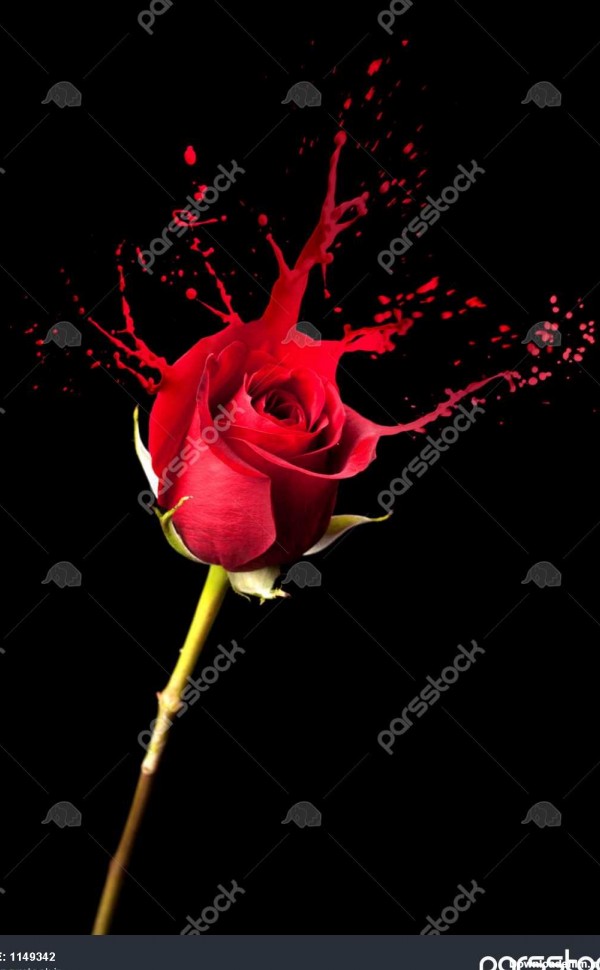 گل رز قرمز با قرمز پاشیده روی پس زمینه سیاه 1149342