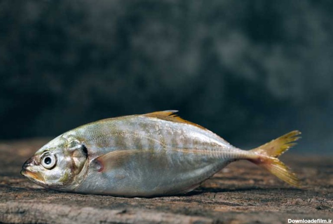 دانلود عکس ماهی سفید | تیک طرح مرجع گرافیک ایران