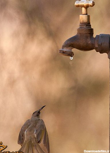آب خوردن جالب پرنده از شیر آب! (+تصاویر)