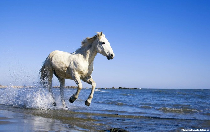 اسبی سفید در ساحل