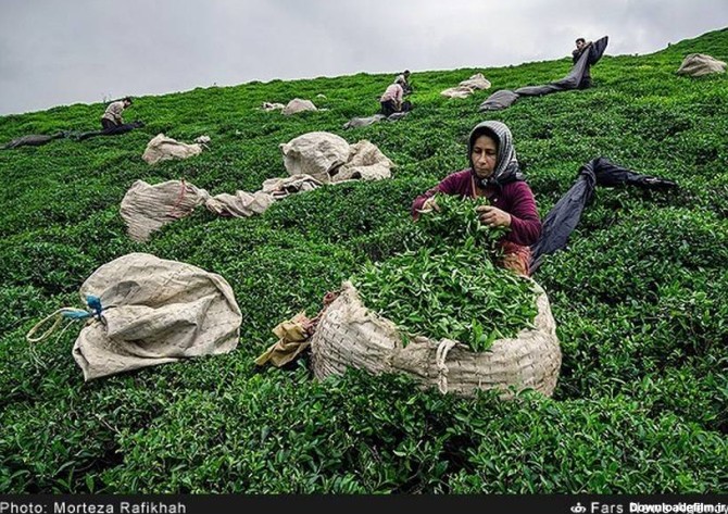 تصاویری دیدنی از برداشت چای سبز در گیلان | لست سکند