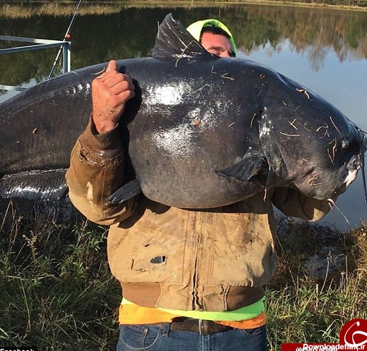 آخرین خبر | بزرگترین گربه ماهی صید شد