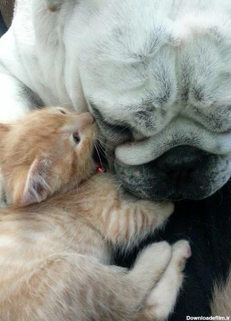 سگ دلسوز مادر گربه های یتیم (عکس)