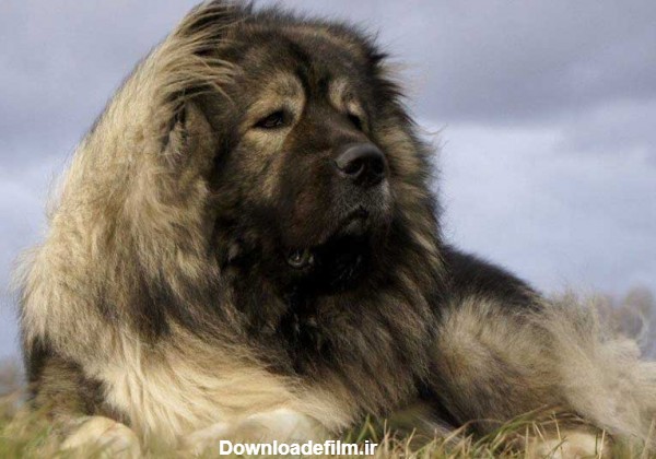 سگ قفقازی - حیوانات خانگی ایران | پت شاپ