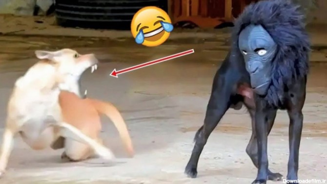 خنده دار ترین کلیپ های حیوانات - ویدیوی خنده دار - کلیپ جدید حیوانات خانگی