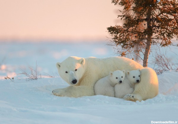 عکس خرس قطبی با توله هایش