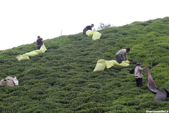خبرآنلاین - تصاویر | چای گیلان؛ از اردیبهشت مزارع تا فرآوری در کارخانه