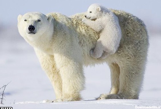 زندگی غم انگیز خرس های قطبی +عکس - مشرق نیوز
