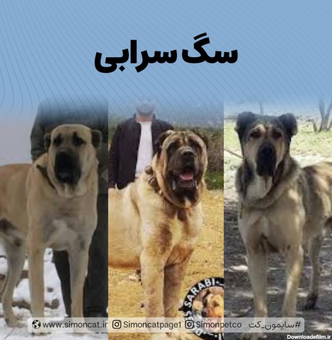 سگ سرابی یکی از نژاد های سگ ایرانی است که به دلیل جثه بزرگ و روحیه ...