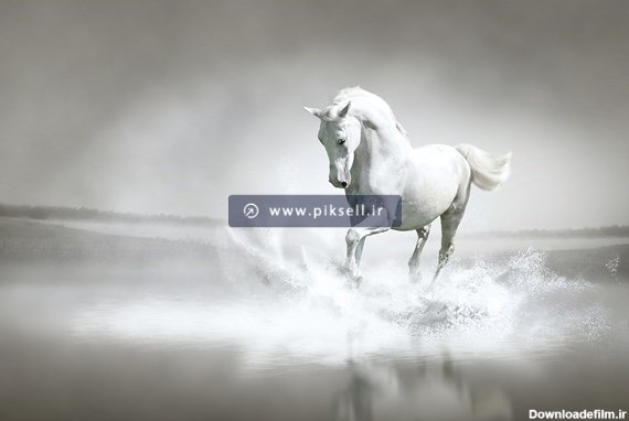 تصویر با کیفیت از اسب سفید در دریا با فرمت jpg