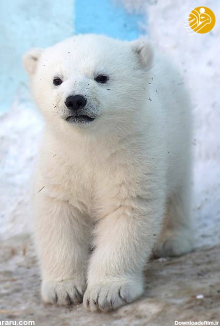 فرارو | (تصاویر) وقتی دو توله خرس قطبی اولین بار برف دیدند