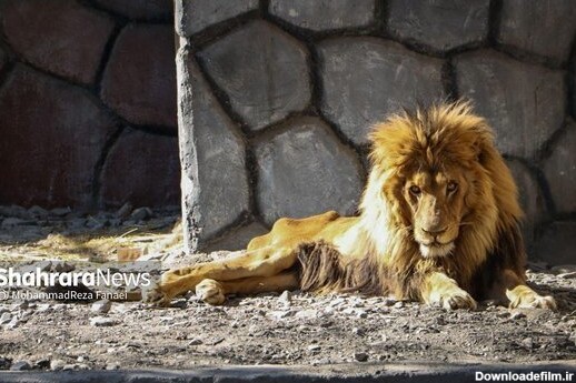 جدیدترین عکس ها از شیر بیمار باغ وحش مشهد