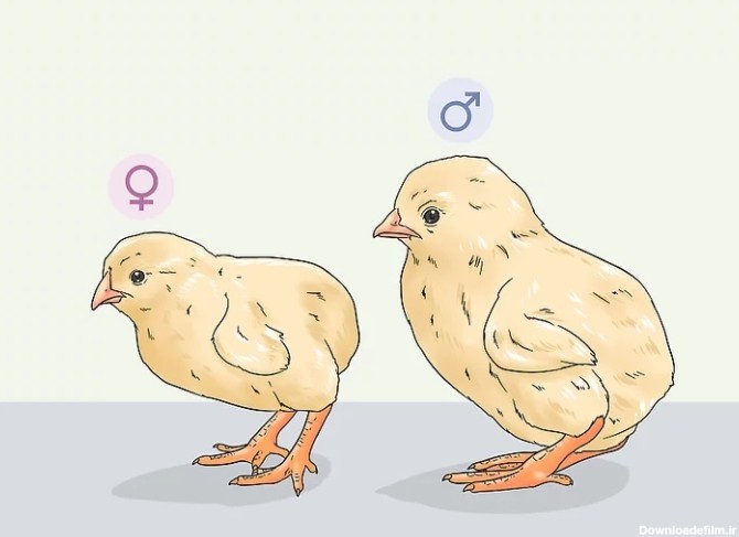 20 راه قطعی برای تشخیص جنسیت جوجه مرغ در خانه